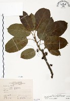 雀榕藏品圖，第1張