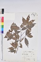 密花五月茶藏品圖，第1張