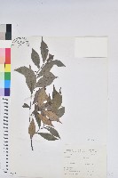 南仁五月茶藏品圖，第1張