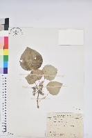 圓葉血桐藏品圖，第1張