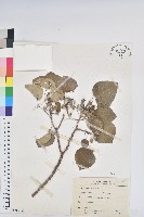 圓葉血桐藏品圖，第1張