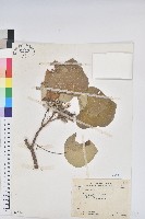 圓葉血桐藏品圖，第1張