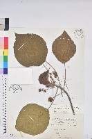 血桐藏品圖，第1張