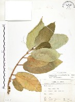 對葉榕藏品圖，第1張