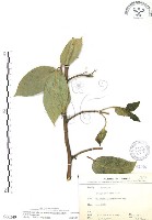 對葉榕藏品圖，第1張