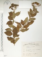 臺灣繡線菊藏品圖，第1張