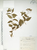 臺灣繡線菊藏品圖，第1張