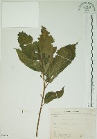 牛乳榕藏品圖，第1張