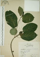 牛乳榕藏品圖，第1張