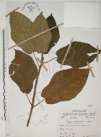 牛乳榕藏品圖，第1張