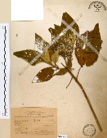 山煙草藏品圖，第1張