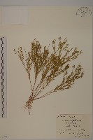 蔓茄、白英藏品圖，第1張