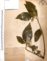 山煙草藏品圖，第1張