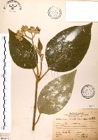 山煙草藏品圖，第1張