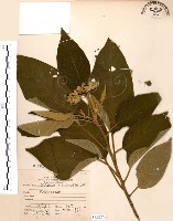 山煙草藏品圖，第1張