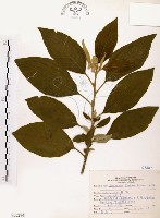 山煙草藏品圖，第1張