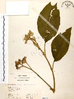 山煙草藏品圖，第1張