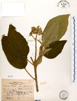 山煙草藏品圖，第1張