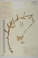 牛乳榕藏品圖，第1張