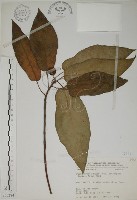 牛乳榕藏品圖，第1張