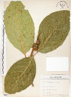 大冇榕、稜果榕藏品圖，第1張