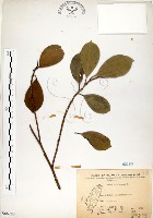 榕樹藏品圖，第1張