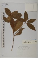 草珊瑚、紅果金粟蘭藏品圖，第1張