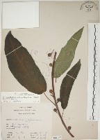 牛乳榕藏品圖，第1張