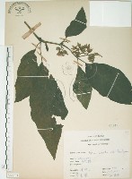 牛乳榕藏品圖，第1張