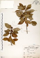 榕樹藏品圖，第1張