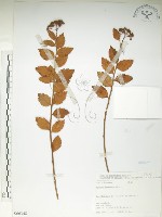臺灣繡線菊藏品圖，第1張