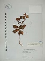 玉山懸鉤子藏品圖，第1張