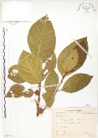 大冇榕、稜果榕藏品圖，第1張