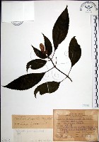 角桐草、台灣半蒴苣苔藏品圖，第1張