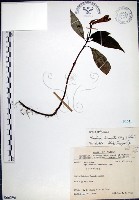 角桐草、台灣半蒴苣苔藏品圖，第1張