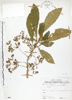 同蕊草、異色線柱苣苔藏品圖，第1張