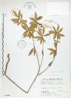 石吊蘭、吊石苣苔藏品圖，第1張