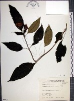 角桐草、台灣半蒴苣苔藏品圖，第1張