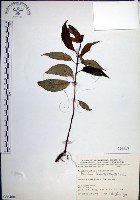 角桐草、台灣半蒴苣苔藏品圖，第1張