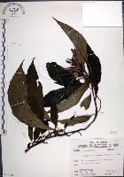 角桐草、台灣半蒴苣苔藏品圖，第1張