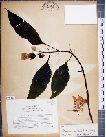 角桐草、台灣半蒴苣苔藏品圖，第1張