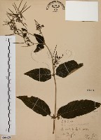 旋莢木藏品圖，第1張