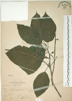 牛乳榕藏品圖，第1張