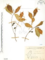 天仙果、臺灣榕藏品圖，第1張