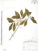 天仙果、臺灣榕藏品圖，第1張