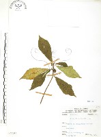 天仙果、臺灣榕藏品圖，第1張