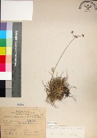 乾溝飄拂草藏品圖，第1張