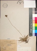 乾溝飄拂草藏品圖，第1張