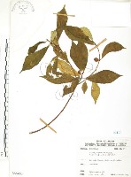 天仙果、臺灣榕藏品圖，第1張