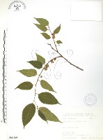 小構樹藏品圖，第1張